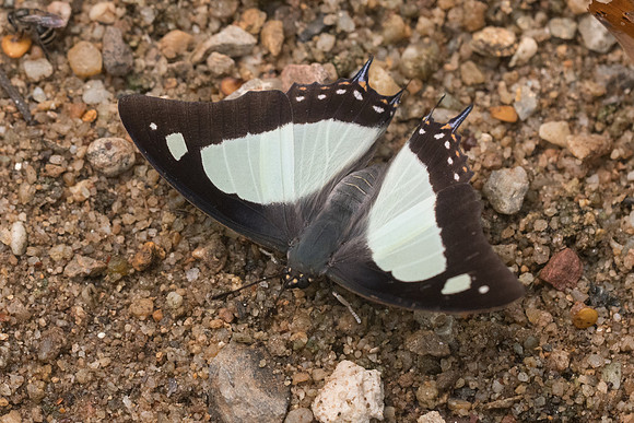 Polyura arja-4030- Chiang dao - 12/03/23