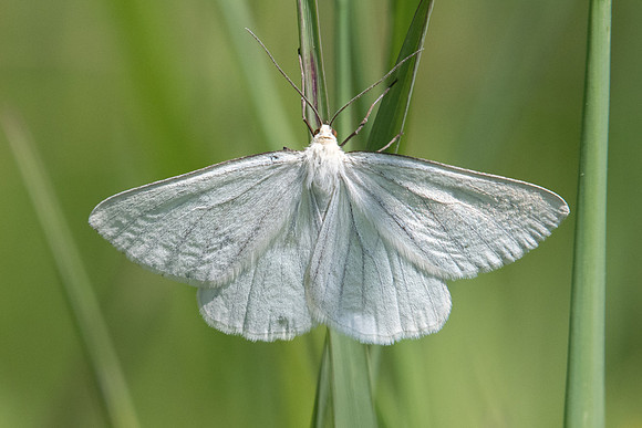 Siona lineata
