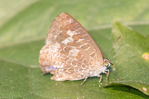 Arhopala birmana-5341 - Doi Suthep - 27/03/25