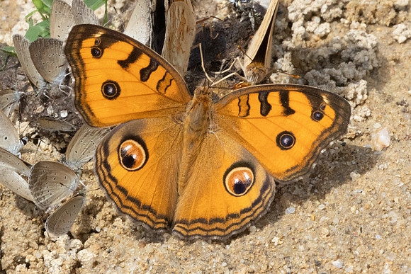 Junonia almana-9791 - Gopeng - 13/03/25