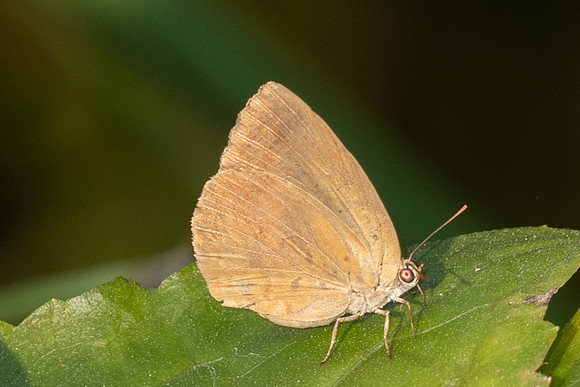 Arhopala sp-5354