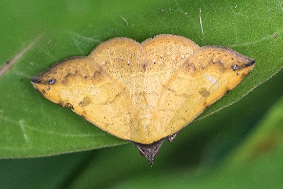 Hemeroplanis scopulepes_4513