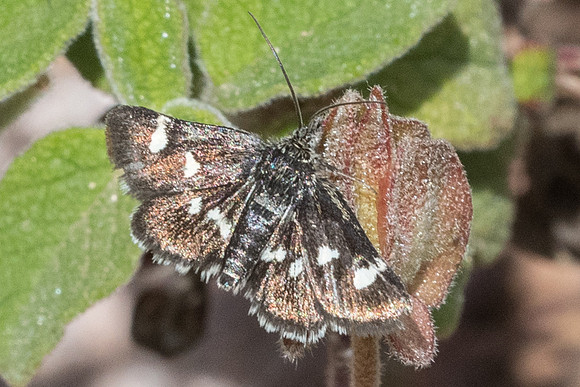 Eurrhypis guttulalis-9987 - Les Adrets d'Estérel - 19/05/21