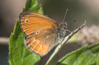 Coenonympha corinna-9449