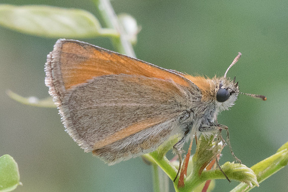 Thymelicus sylvestris-8509 - Orly sur Morin - 21/07/19