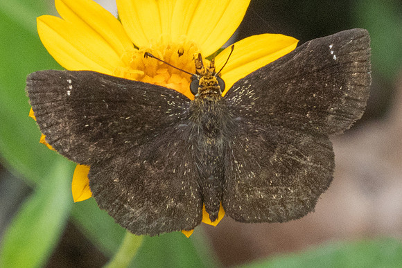Staphylus vulgata-8223 - 1/06/24