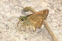 Halpe arcuata-2838 - Doi Suthep - 21/03/25