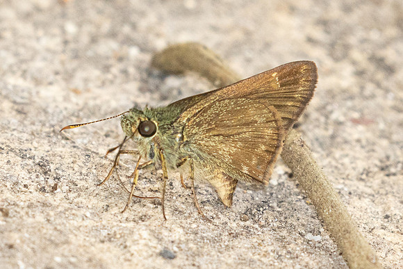 Halpe arcuata-2838 - Doi Suthep - 21/03/25