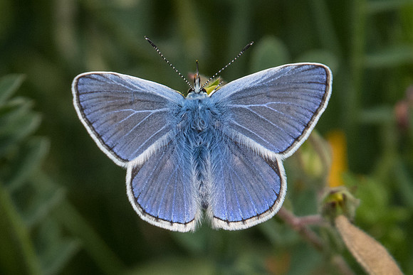 Polyommatus icarus-9791