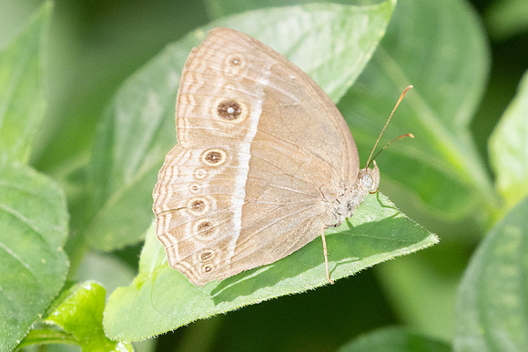 Mycalesis visala-9679