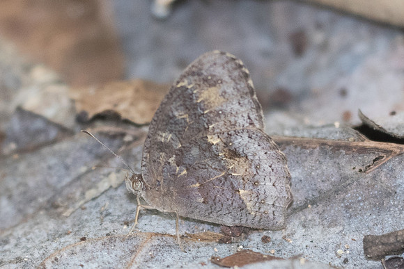 Mycalesis perseus-3629 - Chiang Rai - 20/11/23