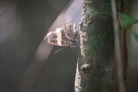 Colobura annulata --3468