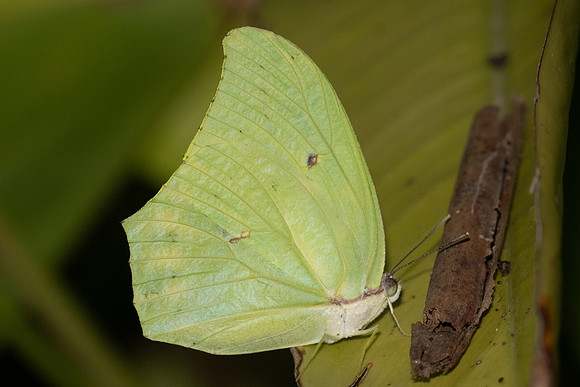 Anteos maerula id--9205 - Cartagena - 3/06/24