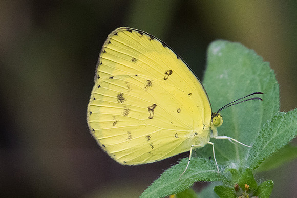 Eurema hecabe-1816 - Koh Samui - 18/03/23