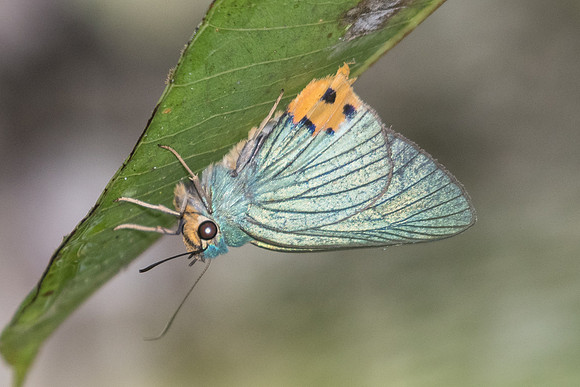 Choaspes furcatus id--2211  - Chiang Dao - 17/11/23