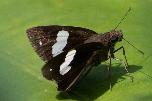 Notocrypta paralysos-0676 - Koh Samui - 18/03/23