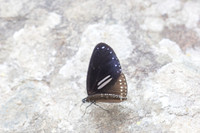 Euploea sylvester-6416