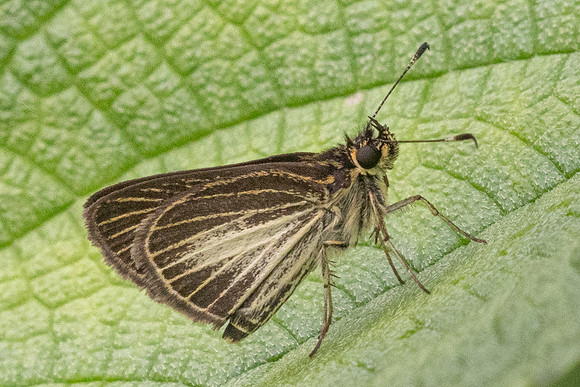 Callimormus radiola-5684
