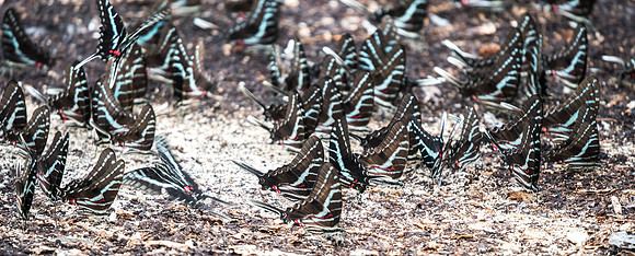 Protographium philolaus-2428