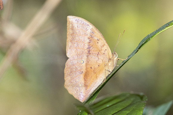 Discophora sondaica-5374 - Doi Suthep - 27/03/25