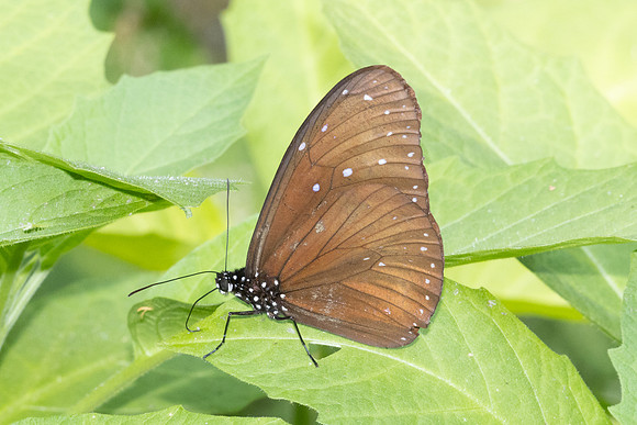 Euploea mulciber id--4705