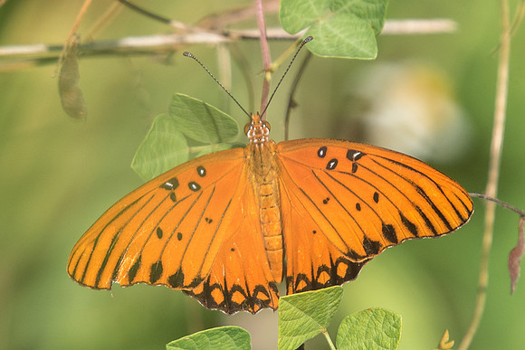 Agraulis vanillae-3301