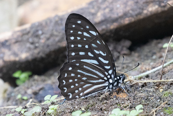 Graphium megarus-9521