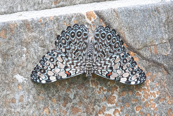 Hamadryas feronia-3092