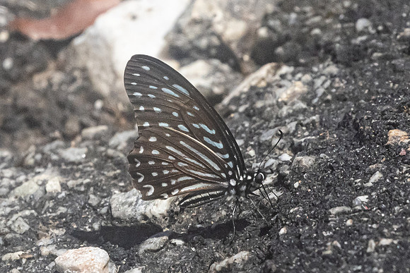 Graphium megarus-9205