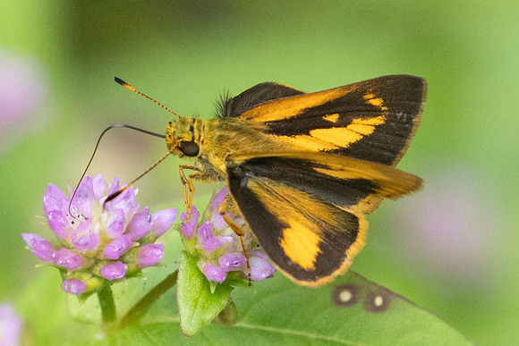 Anthoptus epictetus-5758- Salento - 16/06/24