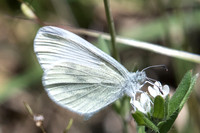 Leptidea sinapis-8566