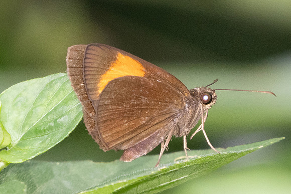 Koruthaialos rubecula-9334