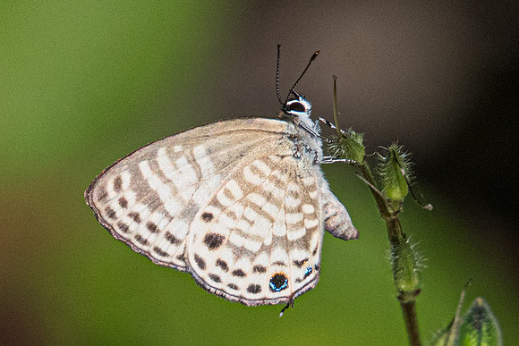 Nacaduba angusta-0134 - Chiang Dao - 16/11/23