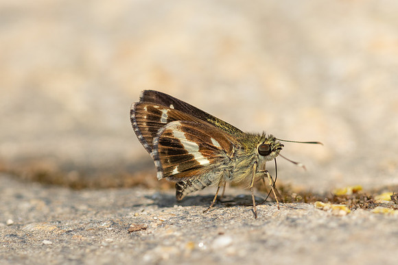 Sebastonyma pudens-6456