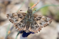 Carcharodus alcaea-5620