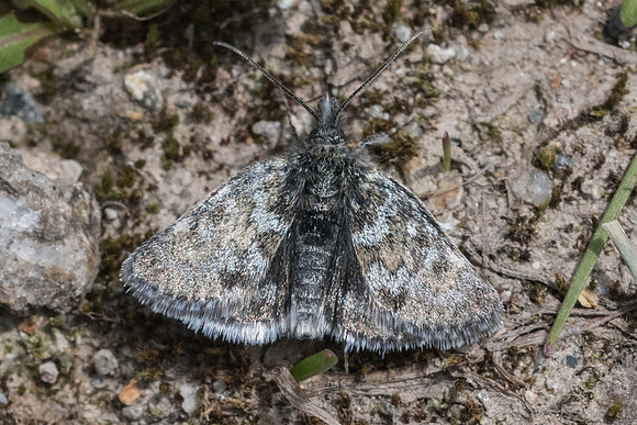 Metaxmeste phrygialis-4728