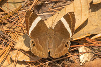 Abisara fylla-2922 - Doi Suthep - 21/03/25