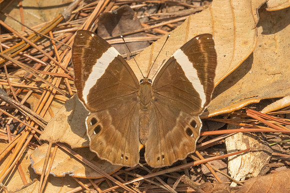 Abisara fylla-2922 - Doi Suthep - 21/03/25