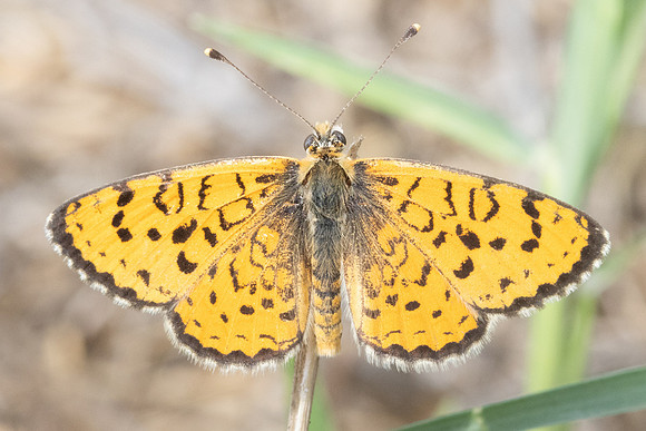 Melitaea trivia -1359 - Pergé Antalya - 18/09/24