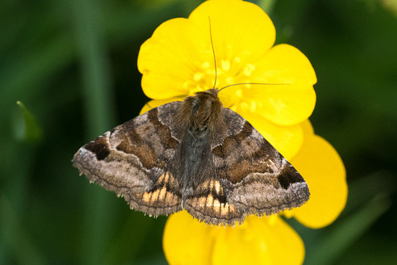 Pyrausta despicata 6834