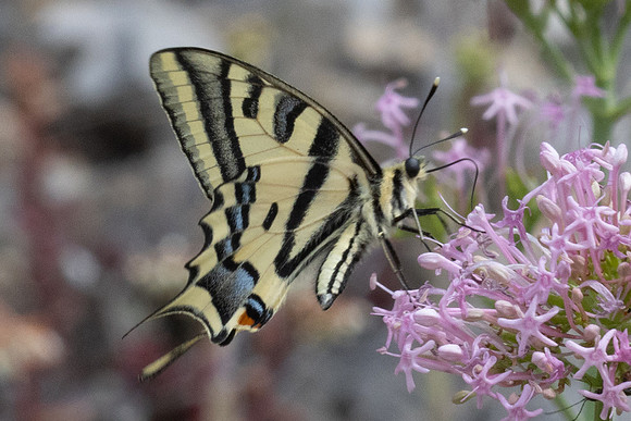 Papilio alexanor-0235