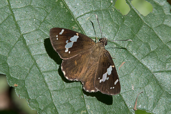 Celaenorrhinus leucocera id--8082 - Chiang Dao - 14/11/23
