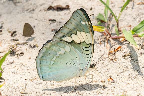 Euthalia patala-3804 - Doi Inthanon - 23/03/25