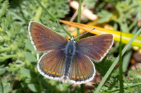 Aricia artaxerxes-1819 - Cervieres (2000 m) - 26/06/25