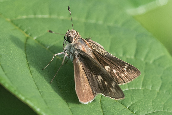 Lerodea eufala-2915