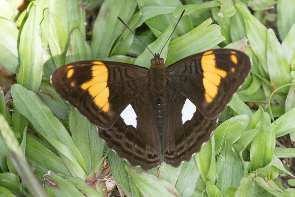 Adelpha justina-6719 Salento - 17/06/24