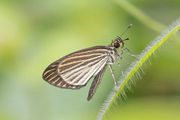 Apaustus gracilis-5767 - Salento - 16/06/24