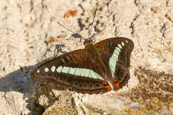 Sumalia daraxa-3410