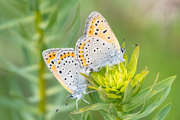 Lycaena thersamon-0275 - Route Drama Paleokomi - 16/04/22