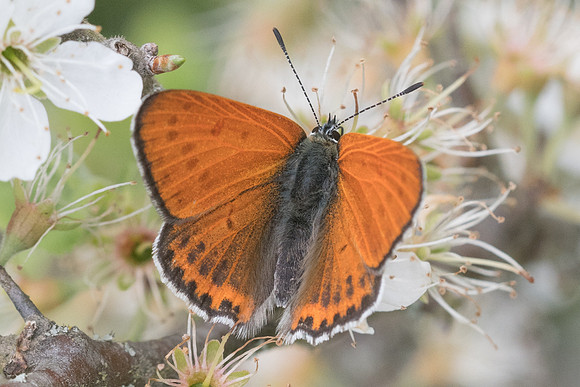 Lycaena thersamon-0564